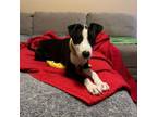 Adopt Sylvester a American Staffordshire Terrier