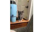 Adopt Winslow a Domestic Short Hair