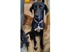 Adopt Darrel a Pointer, Labrador Retriever