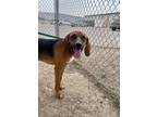 Adopt Odie a Hound
