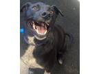 Adopt Clue a Mixed Breed