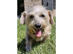 Adopt Travis a Terrier, Yorkshire Terrier