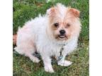 Adopt Bean a Mixed Breed