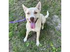 Adopt Moose a Husky, Pit Bull Terrier