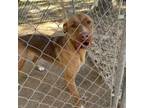 Adopt Duke a Chesapeake Bay Retriever