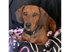 Adopt Buddy - So Ca a Dachshund