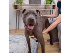 Adopt Rex a Pit Bull Terrier