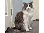 Adopt Finley a Domestic Long Hair