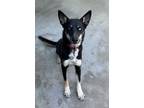 Adopt Togo a Husky, German Shepherd Dog