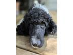 Adopt Alfredo a Standard Poodle