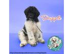 Adopt Dapple a Standard Poodle