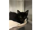 Adopt Saskia a Domestic Short Hair