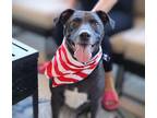 Adopt Spud a Labrador Retriever, Pit Bull Terrier