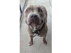 Adopt King a Pit Bull Terrier, Mixed Breed