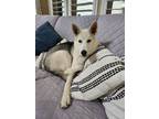 Adopt Xander a German Shepherd Dog, Mixed Breed