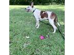 Adopt Boyzee a Mixed Breed, Cattle Dog
