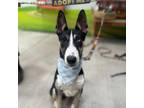Adopt Crackerjack a Bull Terrier, German Shepherd Dog