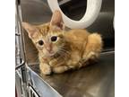 Adopt Aztec a Domestic Short Hair, Tabby