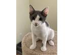 Adopt Grog a Domestic Short Hair
