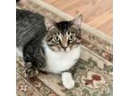 Adopt Sully a Domestic Short Hair