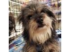 Adopt Julio a Yorkshire Terrier, Schnauzer