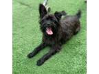Adopt Marlo a Rat Terrier