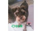 Adopt Oscar a Schnauzer