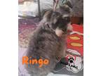 Adopt Ringo a Schnauzer