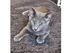 Adopt Lexi a Russian Blue, Domestic Short Hair