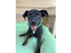 Adopt Josh a Hound, American Staffordshire Terrier