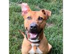 Adopt Louie a Pit Bull Terrier