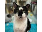 Adopt Montgomery Burns a Domestic Short Hair