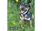 Adopt Carter a German Shepherd Dog