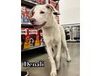 Adopt Denali a Great Pyrenees
