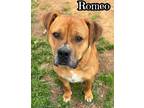 Adopt Jax (Romeo) a Pit Bull Terrier