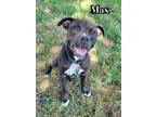 Adopt Max a Pit Bull Terrier