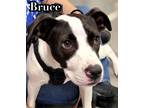 Adopt Bruce a Boxer