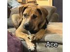 Adopt Ace a Great Pyrenees, Coonhound