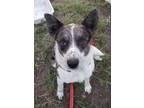 Adopt Dozer a Australian Cattle Dog / Blue Heeler