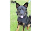 Adopt Taz a Australian Kelpie