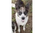 Adopt Dakota a Australian Cattle Dog / Blue Heeler