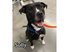 Adopt Sully a Pit Bull Terrier