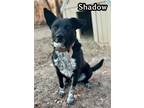 Adopt Shadow a Border Collie, Australian Cattle Dog / Blue Heeler