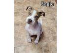 Adopt Eagle a Pit Bull Terrier