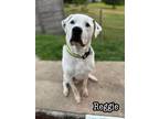Adopt Reggie a Great Pyrenees