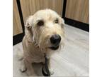 Adopt Simba a Yellow Labrador Retriever, Standard Poodle