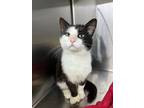 Adopt Deek a Domestic Short Hair