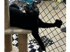 Adopt Eggy a Domestic Short Hair