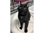 Adopt Peep a Abyssinian