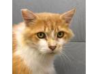 Adopt Joey Chestnut a Domestic Long Hair, Domestic Short Hair